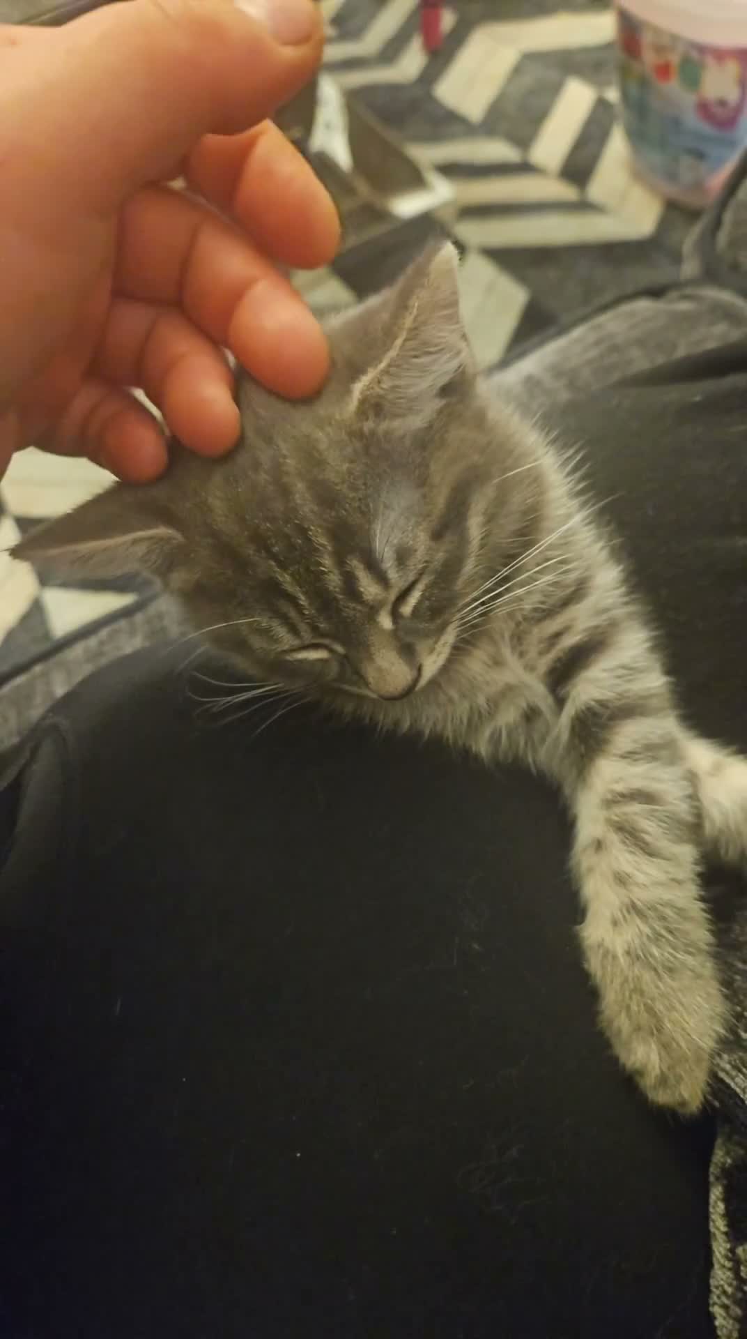 Mixed Breed cats for sale: Nameless - Video 1