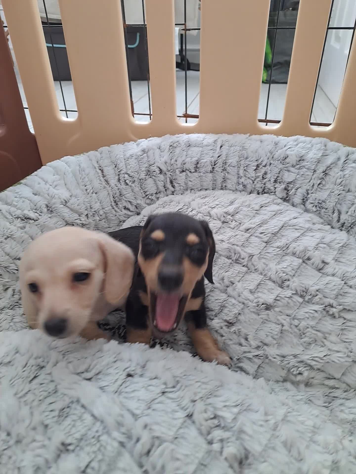 Dachshund dogs for sale: Miniature dachshund girls, cream & black and cream - Video 1