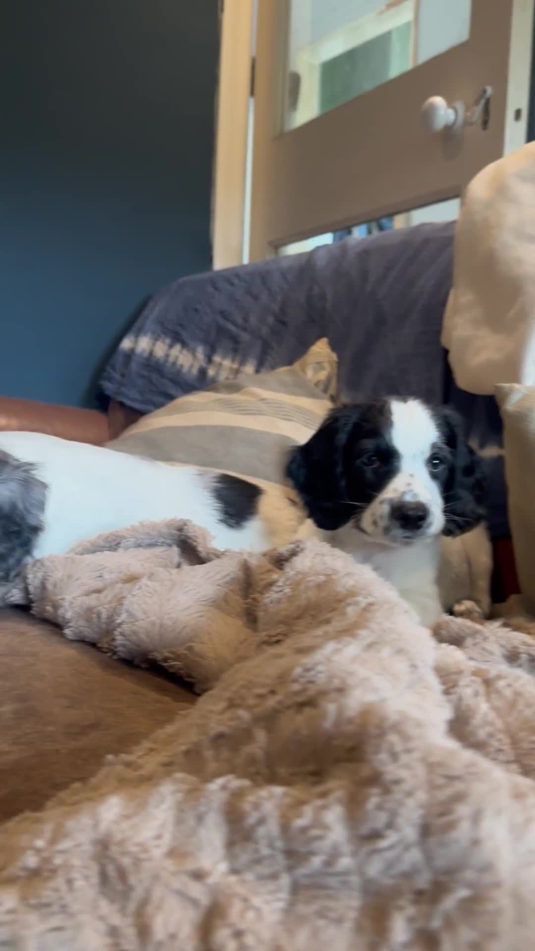 Cocker Spaniel dogs for sale: *Ready Now* Chunky Healthy Working Cocker Spaniels - Video 1