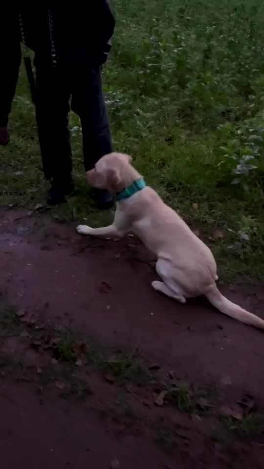 Labrador Retriever dogs for sale: Fully Trained Whiskey 🥃  - Video 1