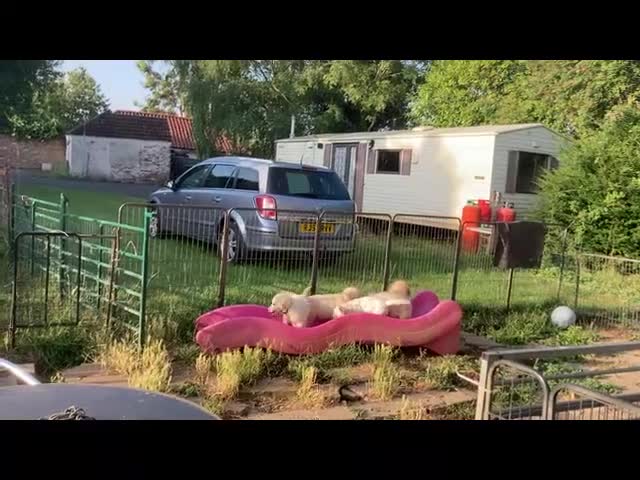 Golden Retriever dogs for sale: KC Registered  boy from 5 Star Breeder  - Video 2