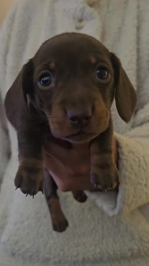 Miniature Dachshund dogs for sale: Miniature dachshund - Video 3