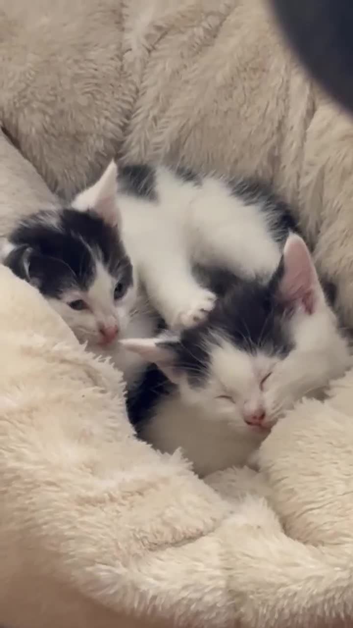 Mixed Breed cats for sale: Kittens for Sale 🐾 - Video 2