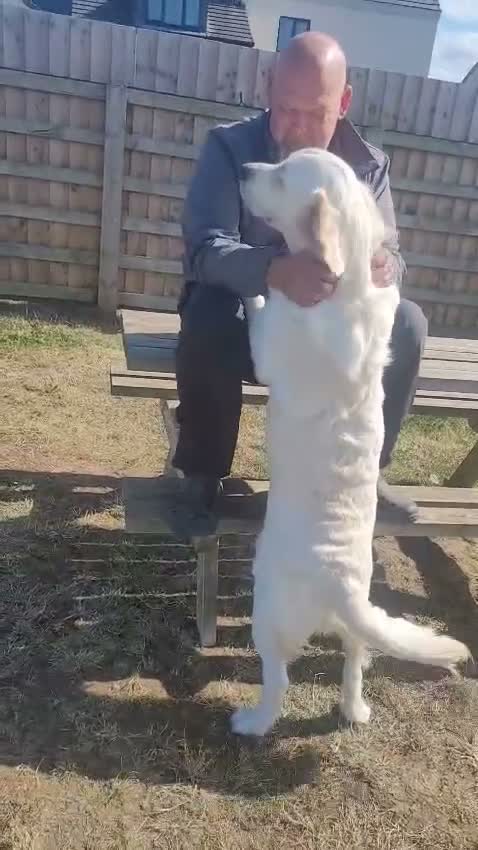 Golden Retriever dogs for sale: For sale male golden retriever  - Video 2