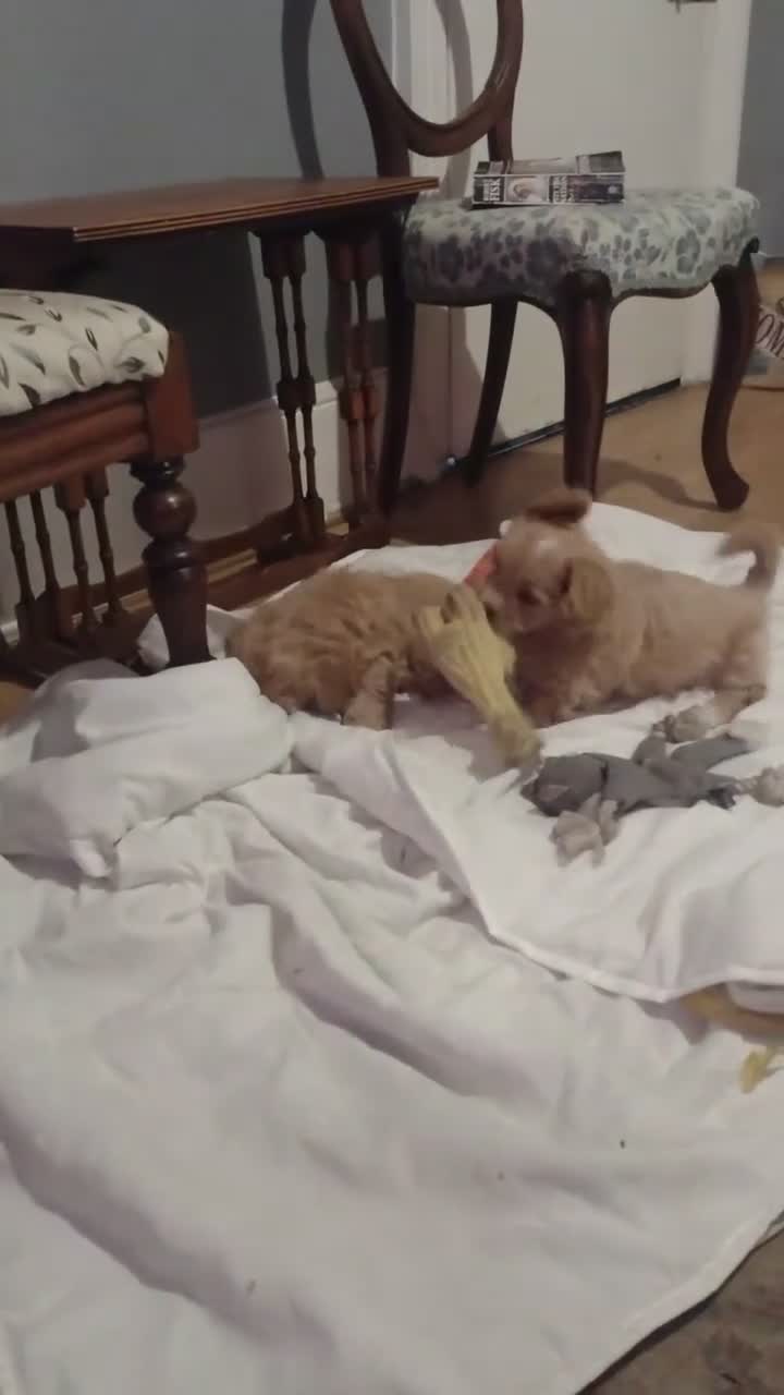 Cavapoochon dogs for sale: Two stunning blondes in London. - Video 1