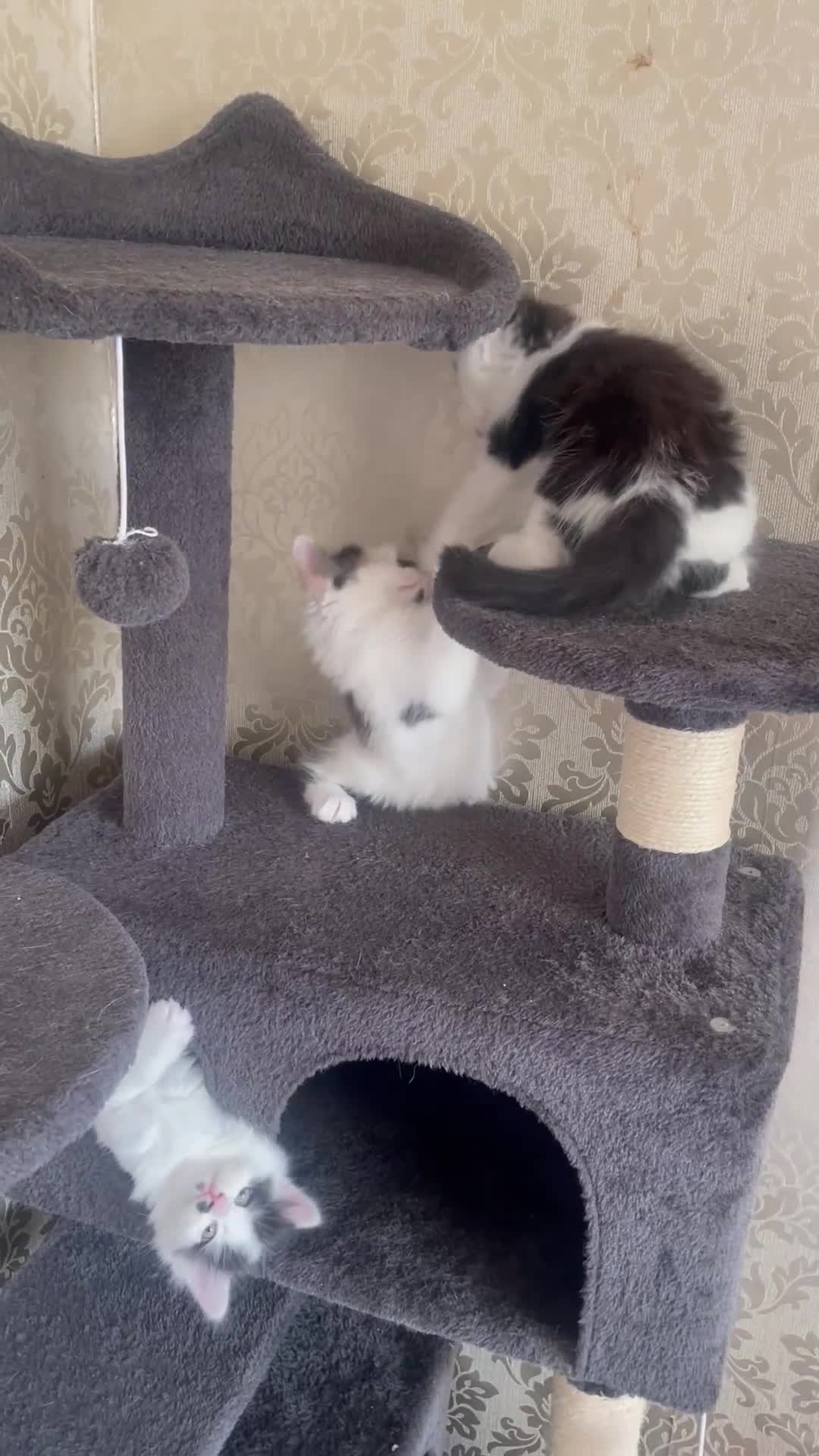 Mixed Breed cats for sale: 5 Gorgeous Kittens ready for their forever home  - Video 1