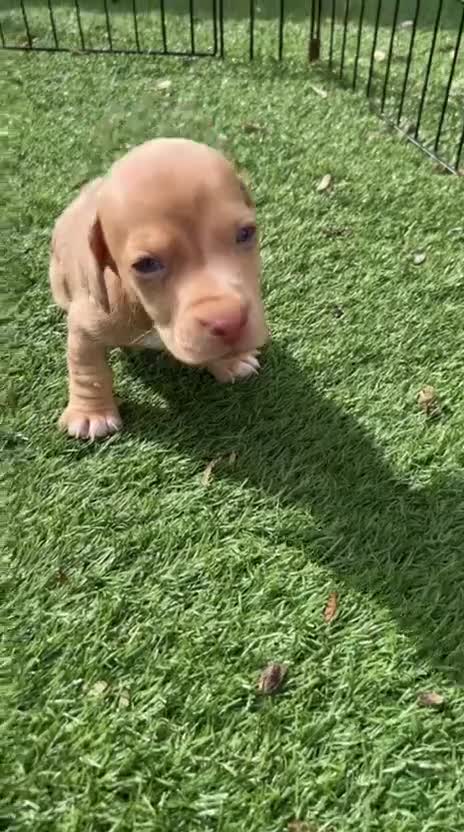 Miniature Dachshund dogs for sale: KC Registered! READY TO LEAVE TODAY!   - Video 1