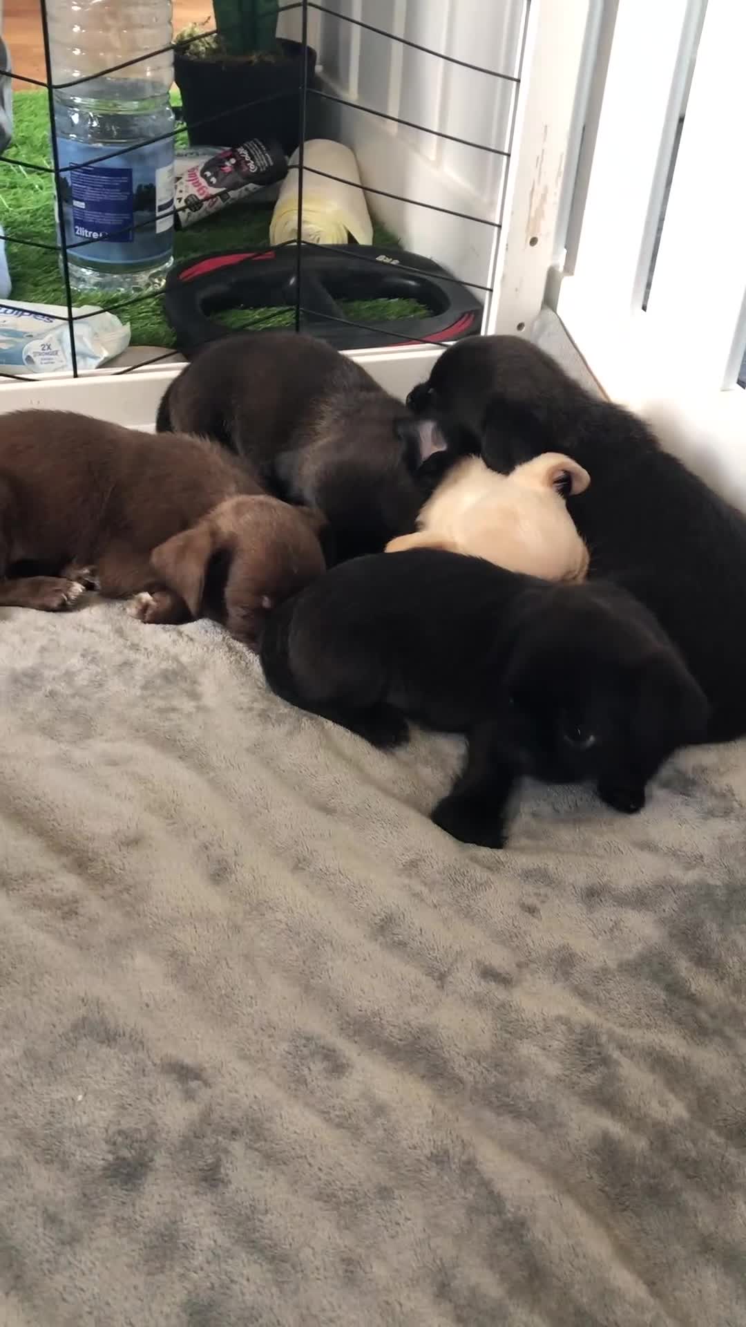 Mixed Breed dogs for sale: ADORABLE LITTER OF SHIH TZU/CHIHUAHUAS - Video 1