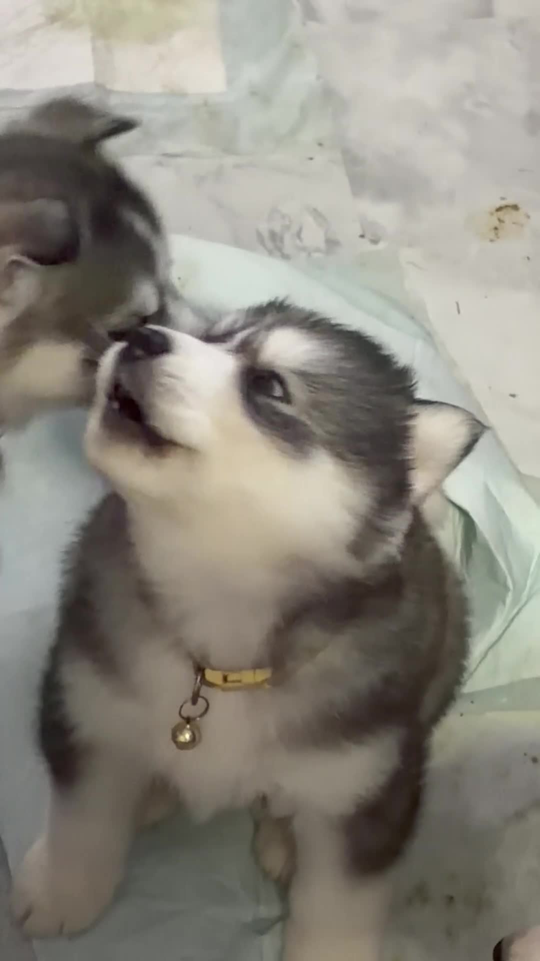Siberian Husky dogs for sale: Stunning husky pups  - Video 2