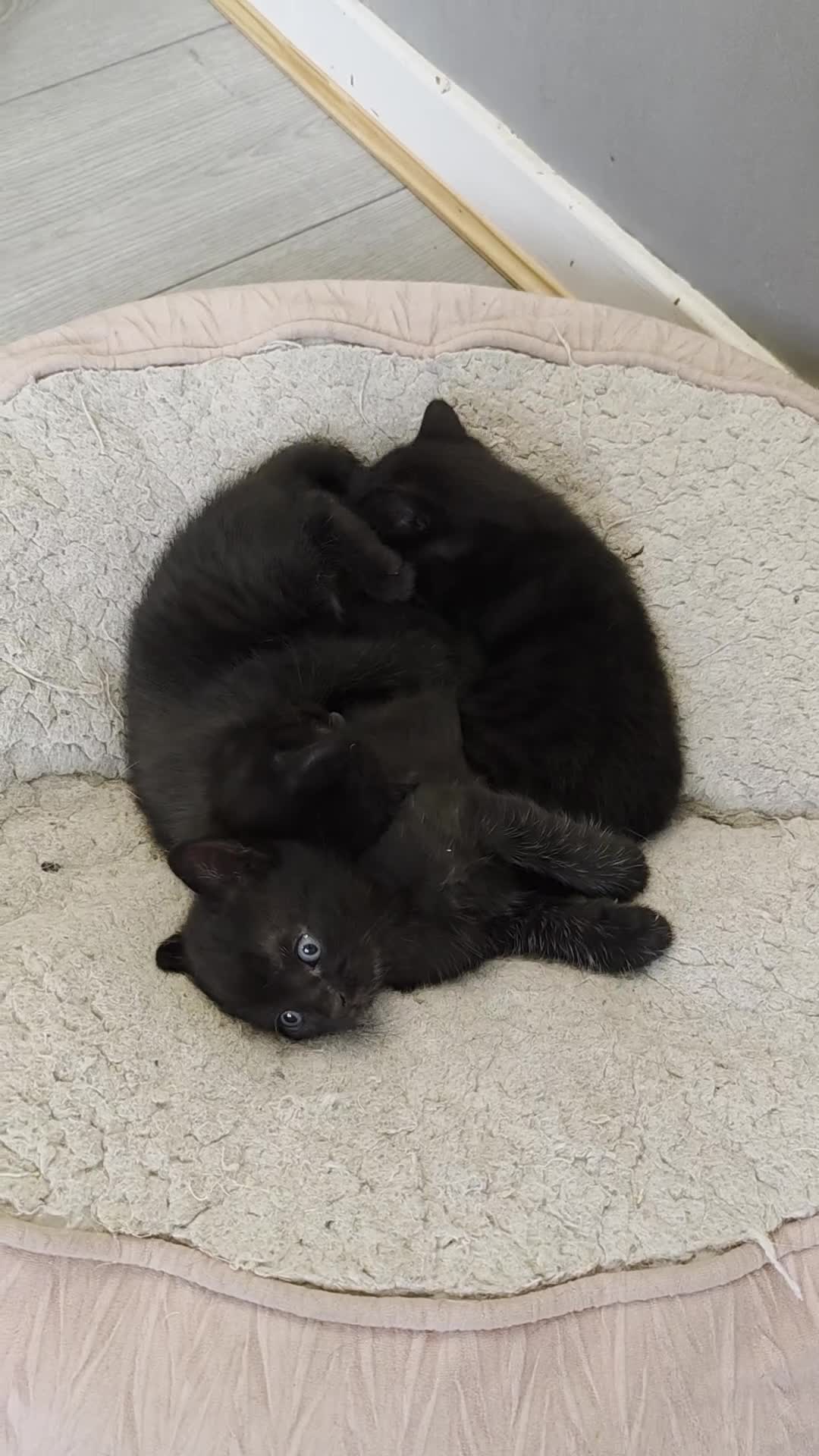 Mixed Breed cats for sale: Beautiful kittens for sale - Video 3