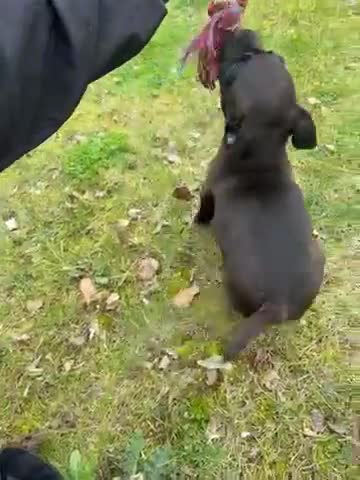Patterdale Terrier dogs for sale: Beautiful patterdail pups  in Castleford - Video 1