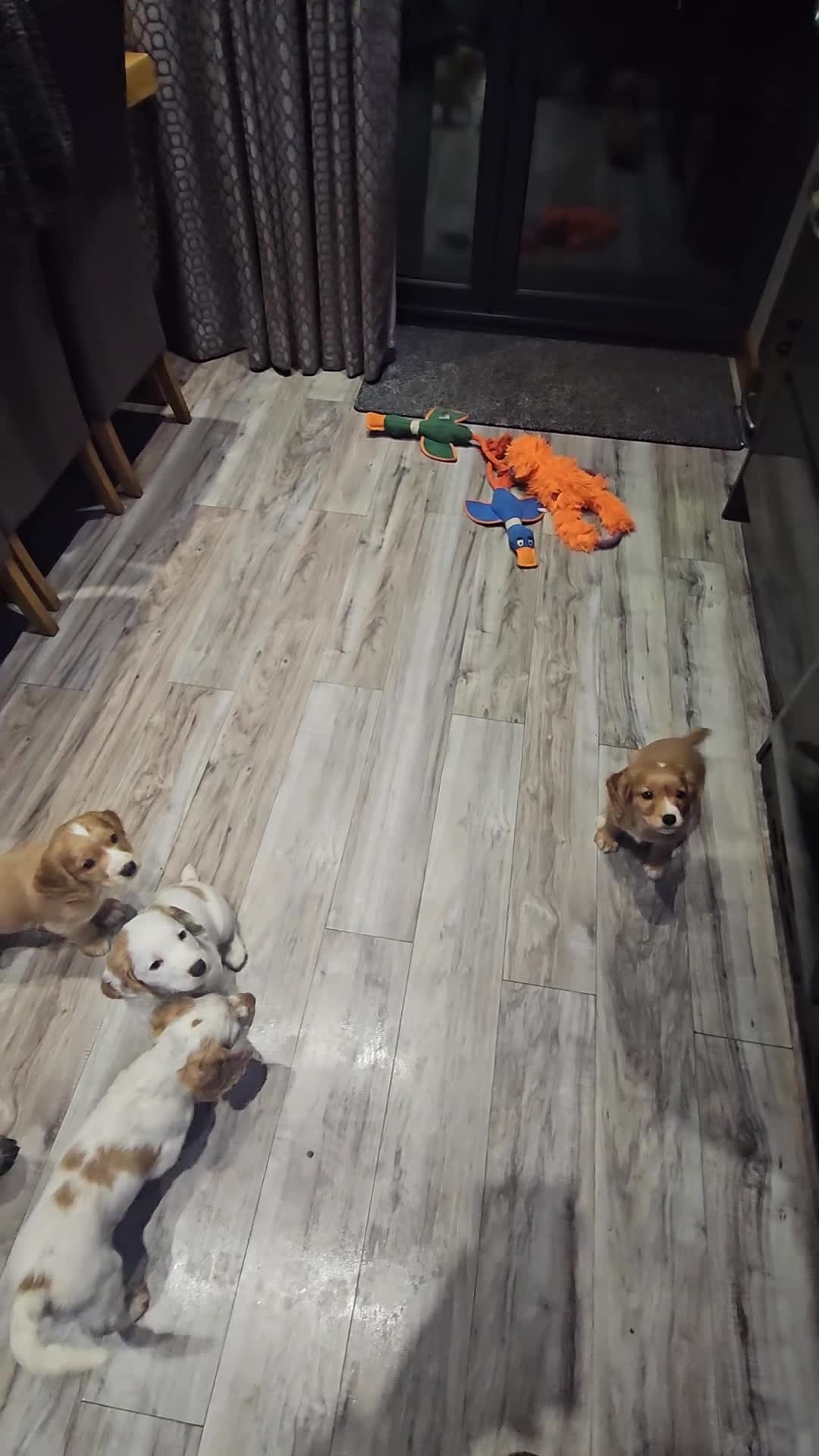 Cocker Spaniel dogs for sale: KC registered working cocker spaniel  - Video 2