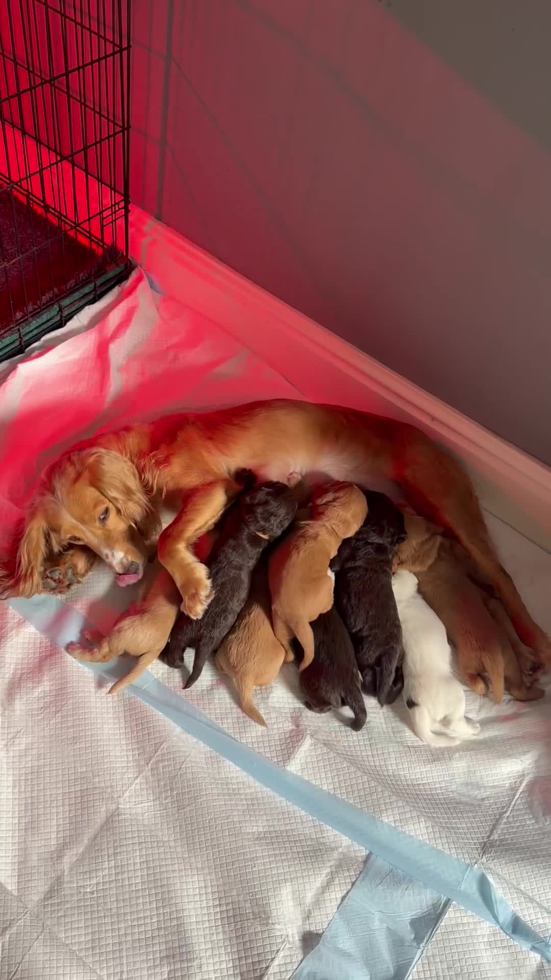 Cocker Spaniel dogs for sale: 🐶Cocker Spanisls🐶 in Oldham - Video 4