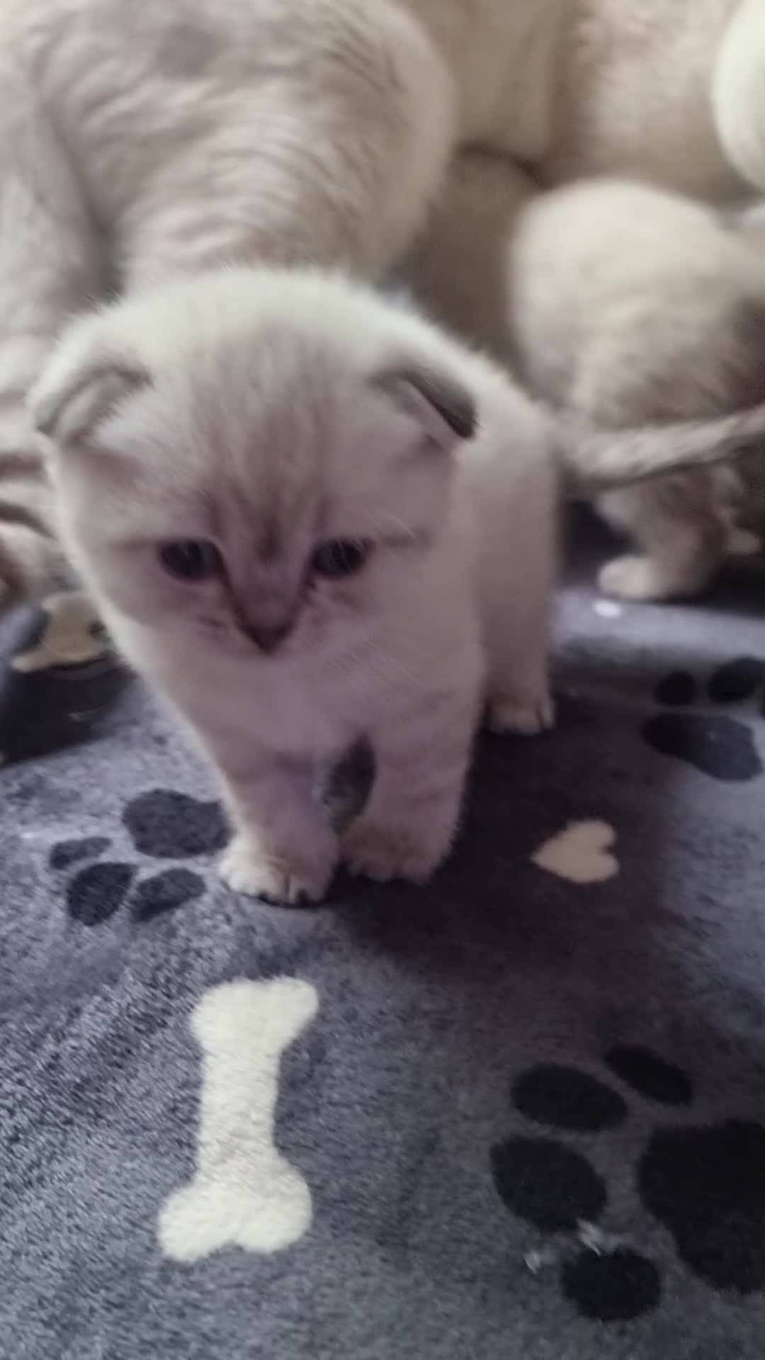 Scottish Fold cats for sale: Scottish Straight and Scottish Fold  - Video 3