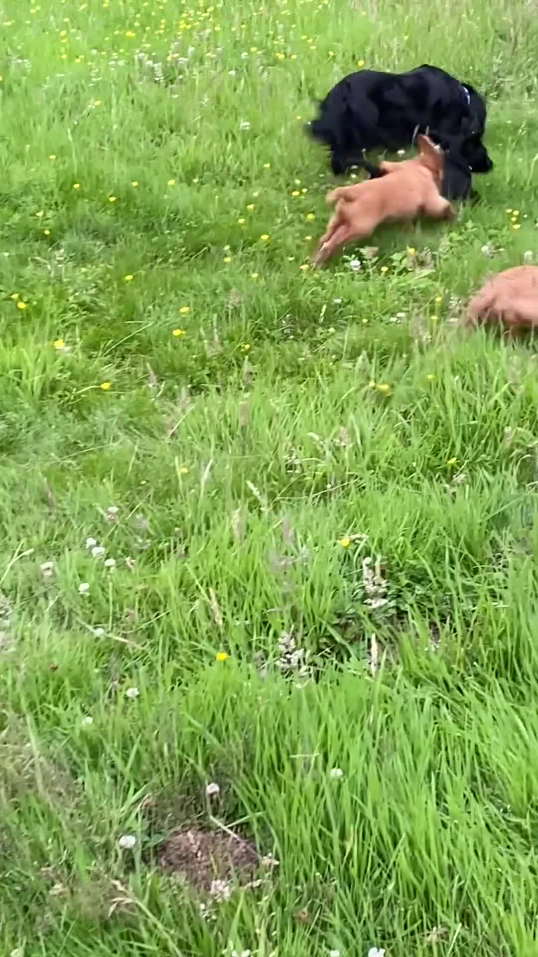 Cocker Spaniel dogs for sale: 2 boys ready now  - Video 3
