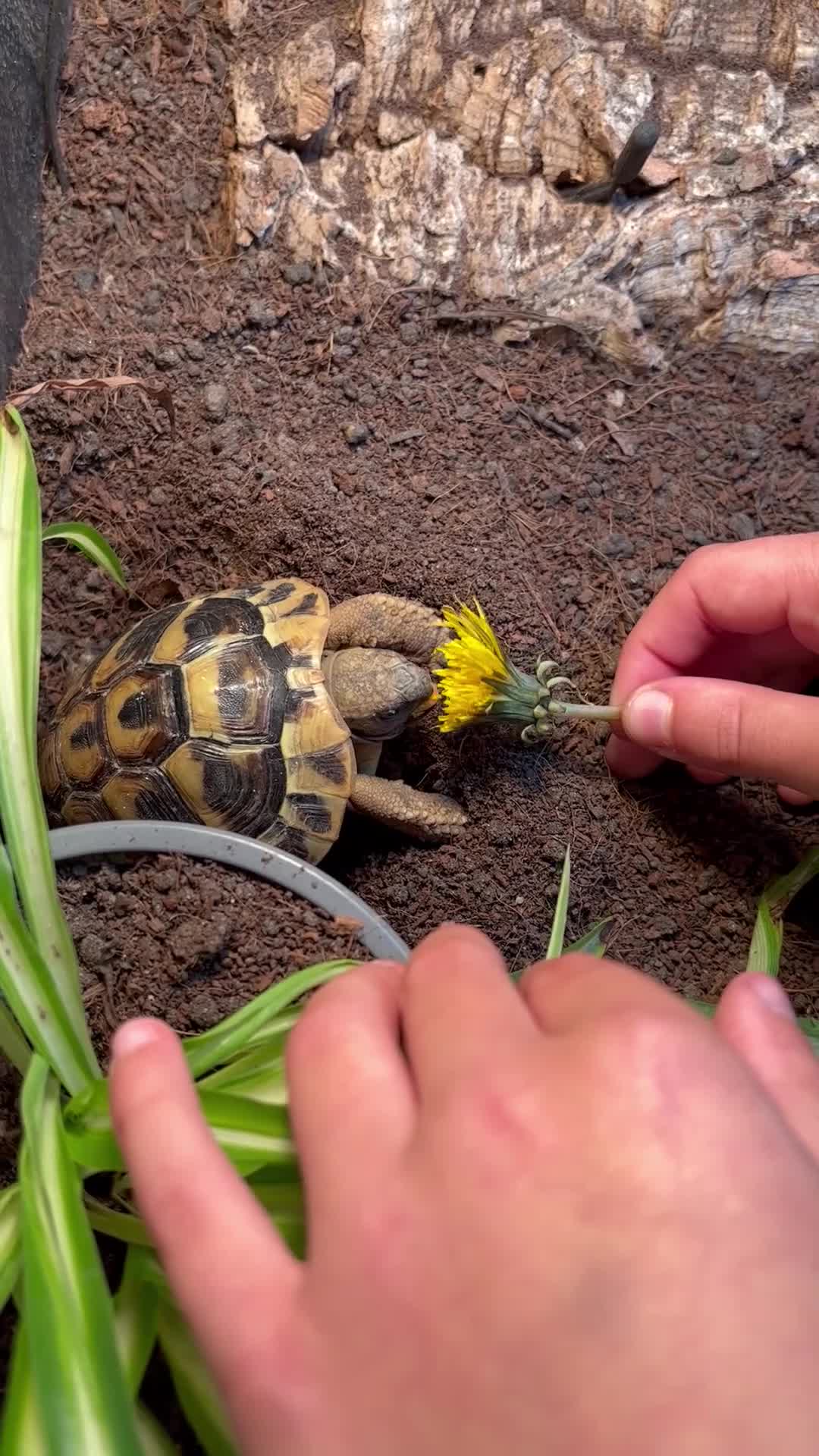 Hermann Tortoise reptiles for sale: Hermann Tortoise - 2.5yrs. COMPLETE SETUP. - Video 3