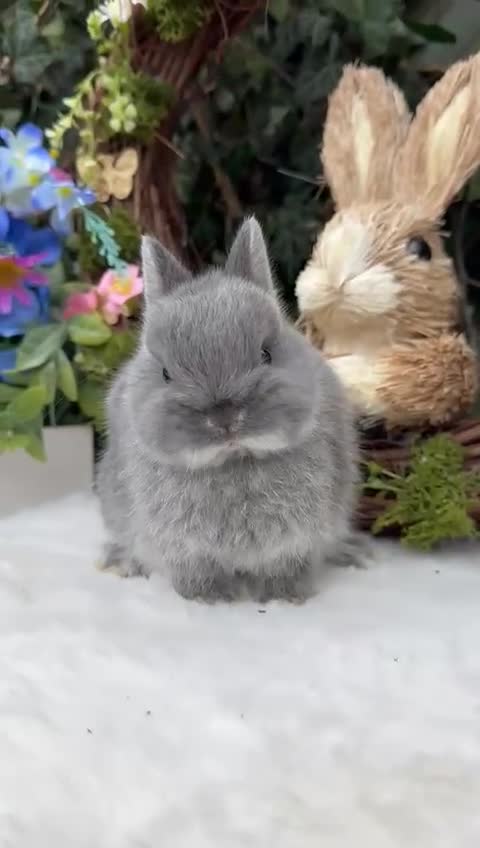 Netherland Dwarf rabbits for sale: Beautiful Netherland Dwarf Babys - Video 1