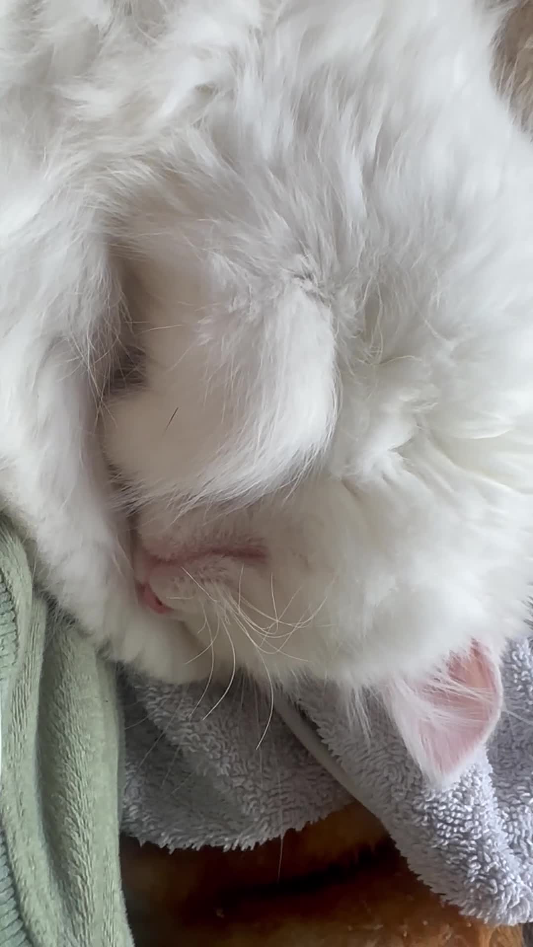 Turkish Angora cats for sale: Gorgeous fluffy Turkish angora cross kittens  - Video 2