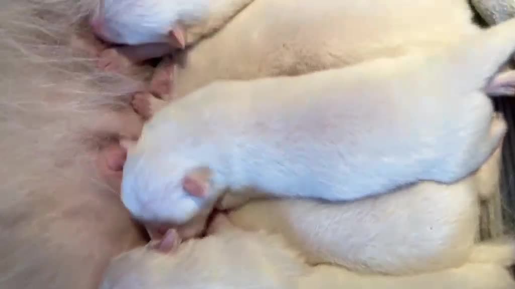 Samoyed dogs for sale: Samoyed - Video 1