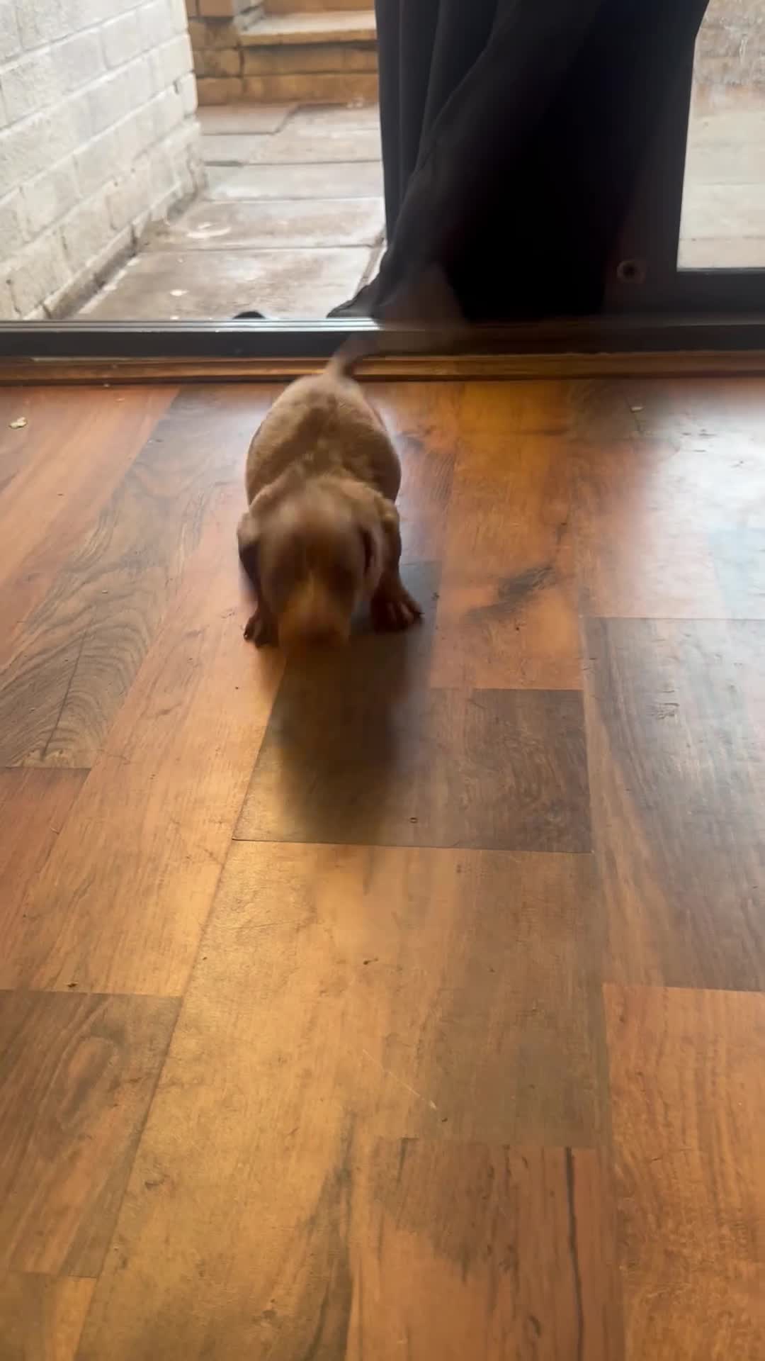 Miniature Dachshund dogs for sale: 4 miniature dachshund puppies  - Video 1