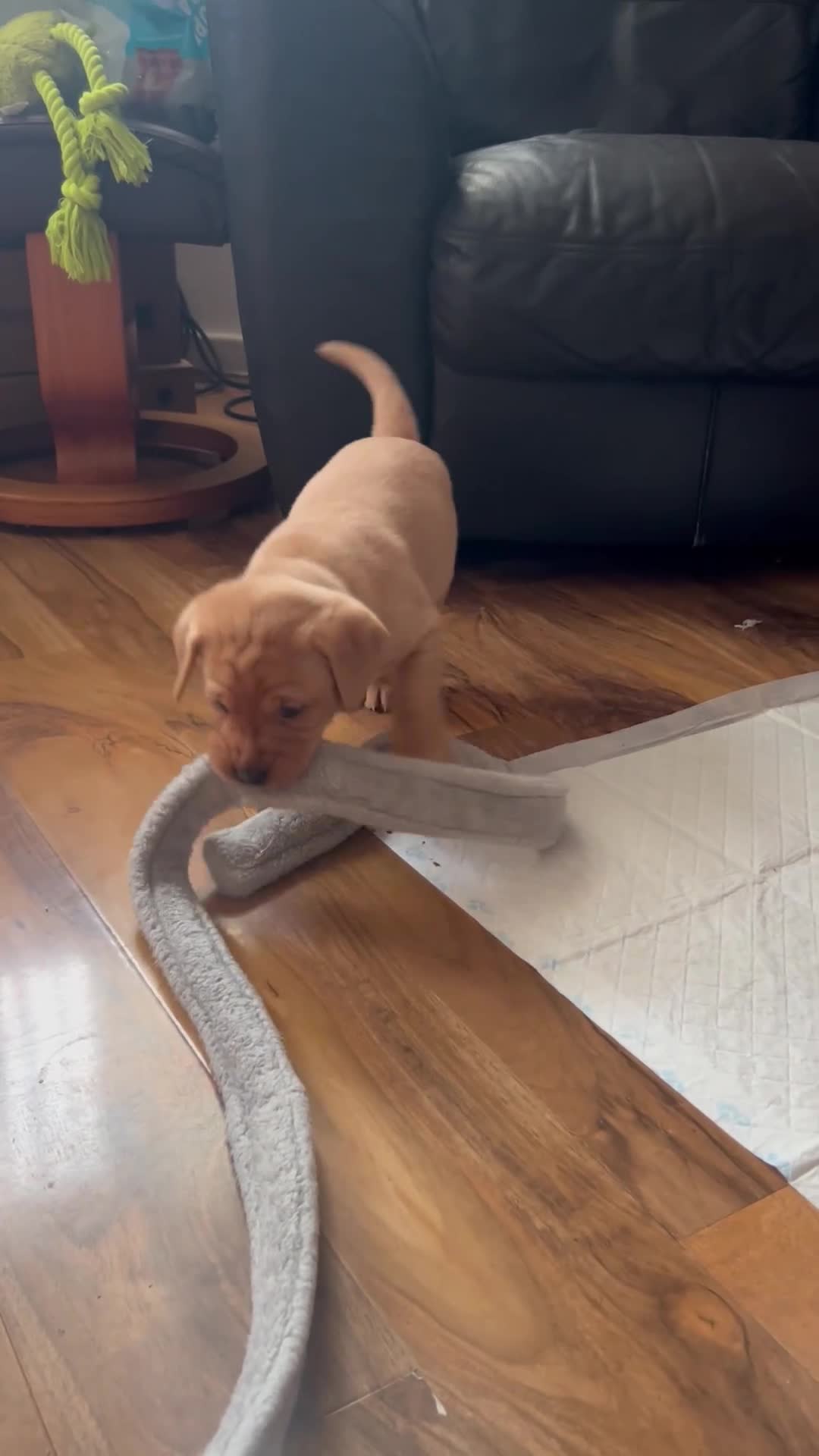 Labrador Retriever dogs for sale: 5 Pedigree KC Reg Fox Red Labs ready NYE  - Video 1