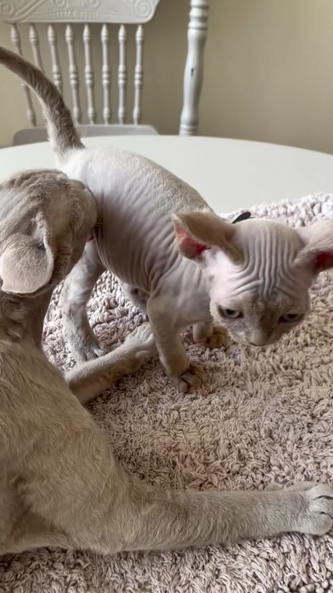 Devon Rex cats for sale: Price Reduced!TICARegisteredDevonRex lilac kittens - Video 1