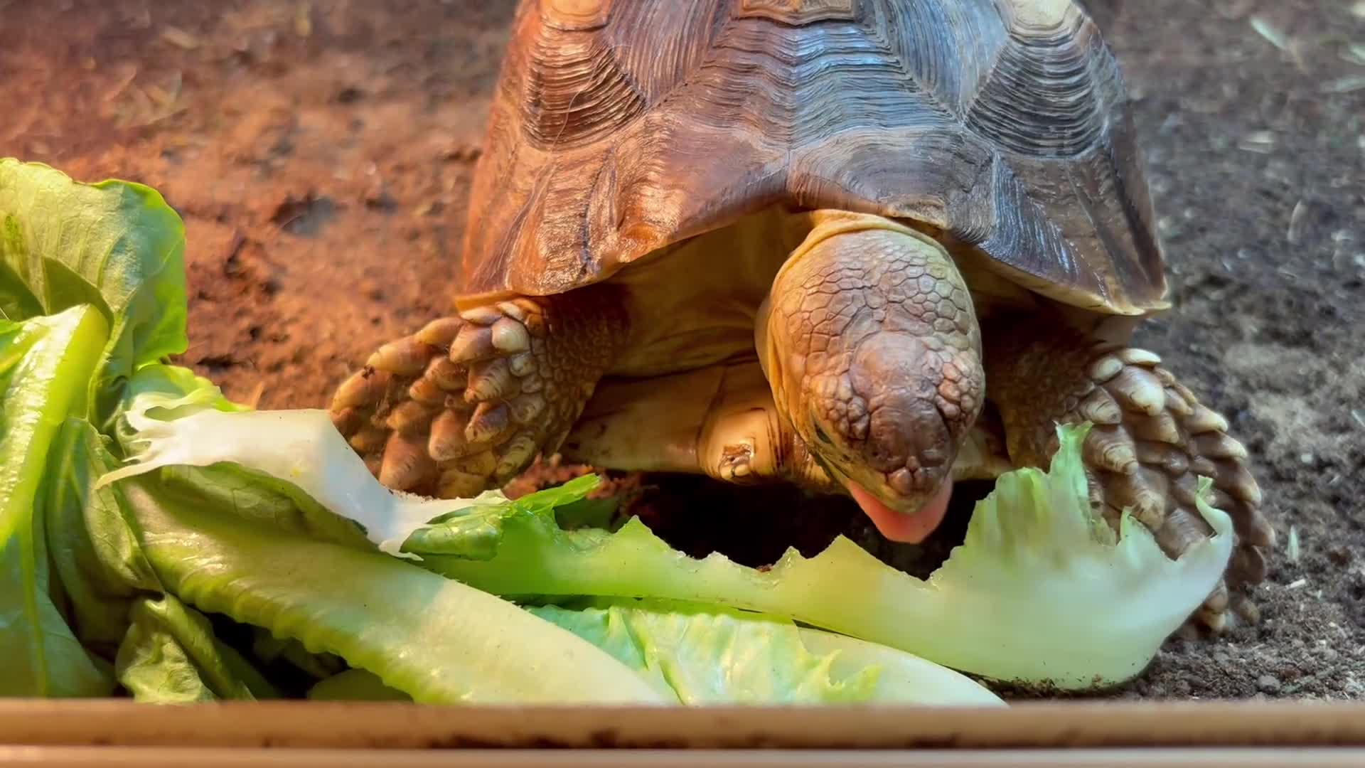 Tortoise reptiles for sale: 2 year old Sulcata tortoise  in Redcar - Video 1