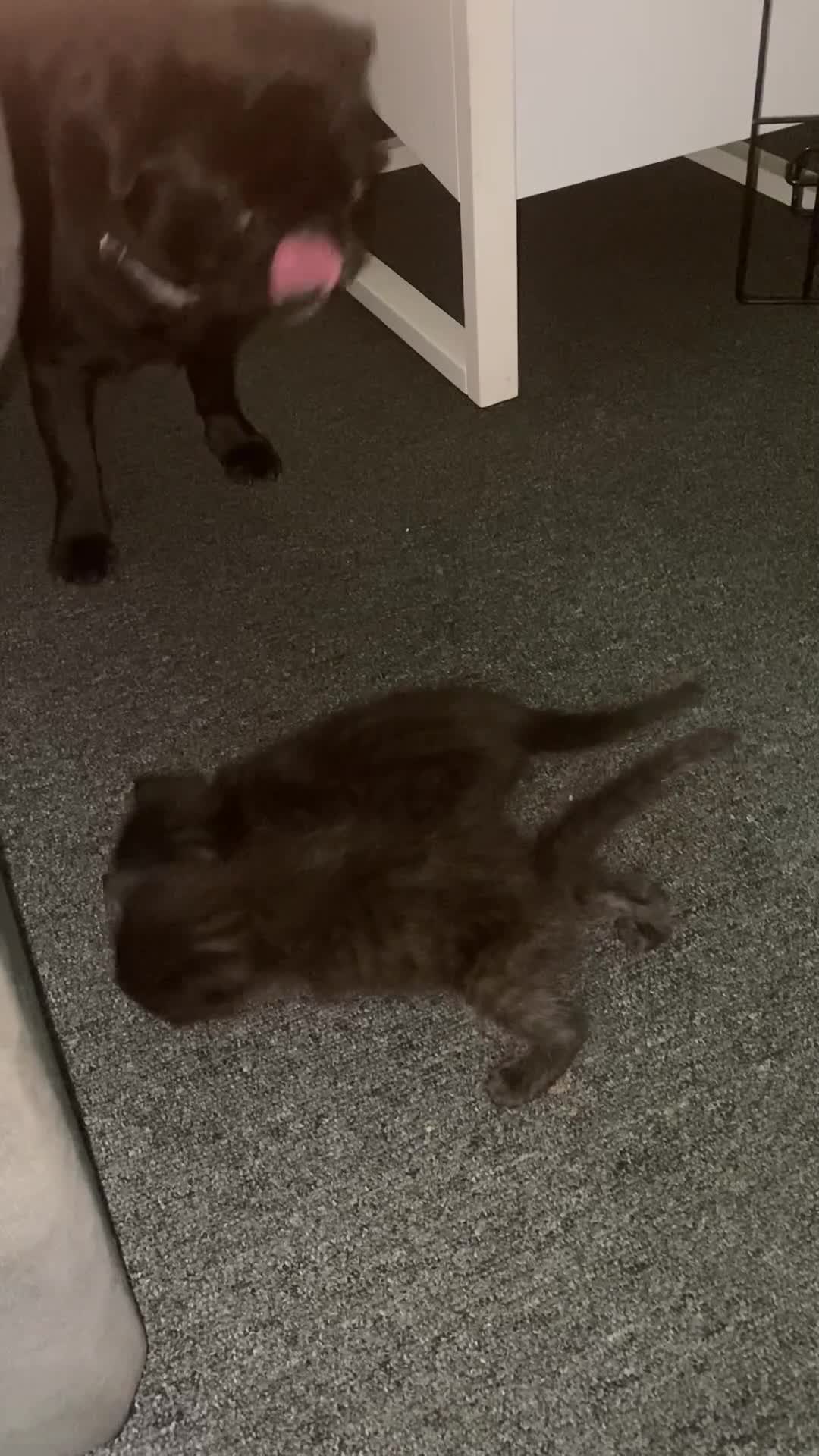 Mixed Breed cats for sale: 6 gorgeous kittens in Sheerness - Video 4