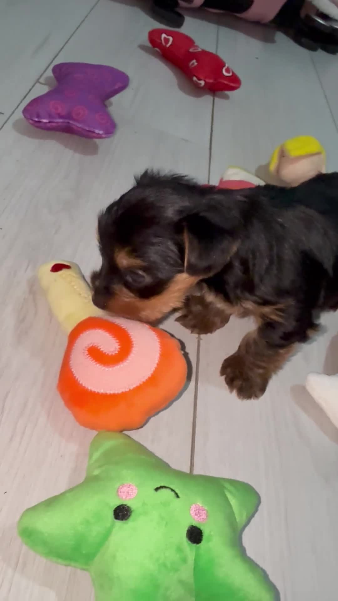 Yorkshire Terrier dogs for sale: Yorkshire terrier boy for sale £1100 - Video 1