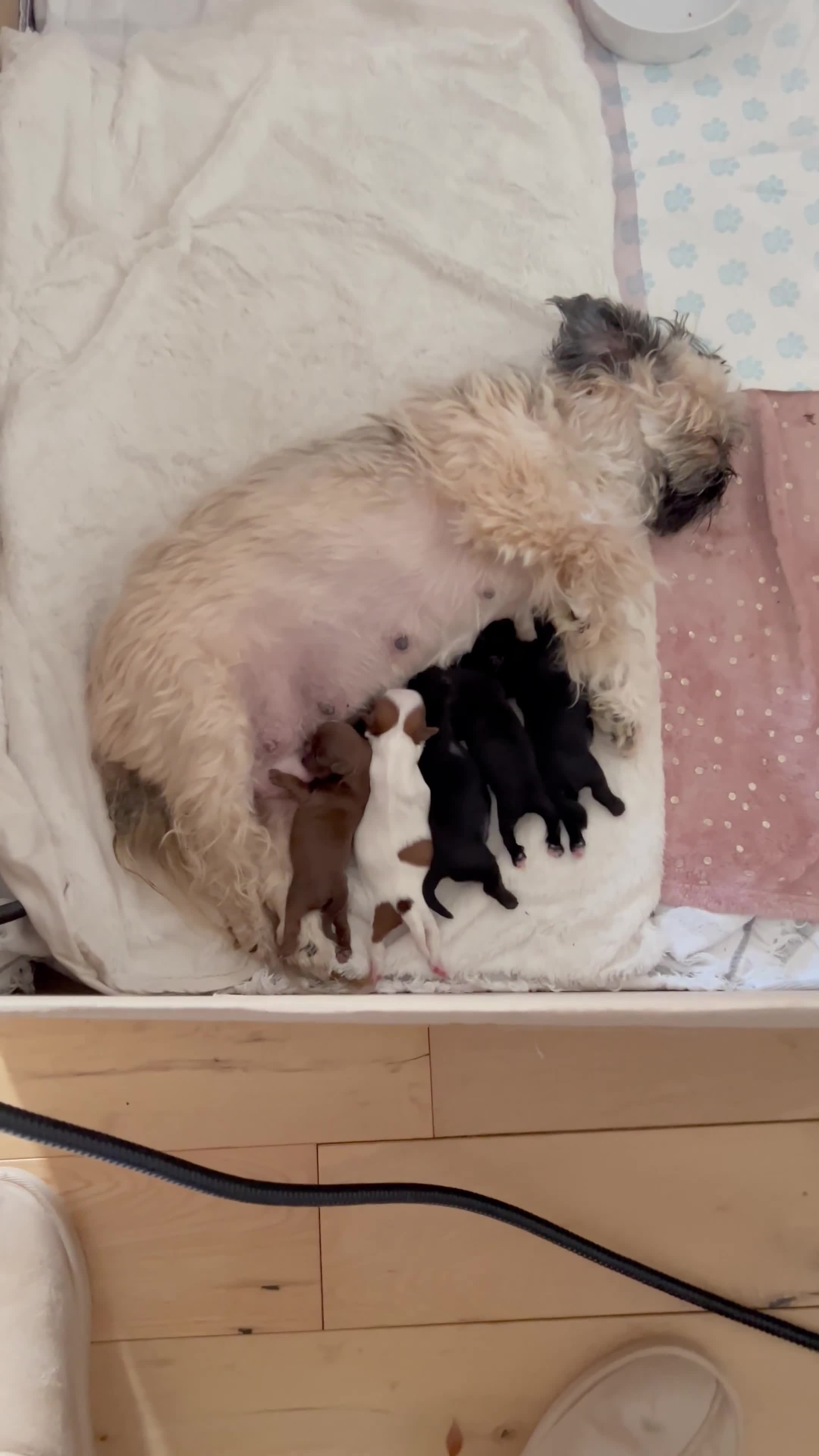 Shih Tzu dogs for sale: Shih Tzu Puppies - Video 1