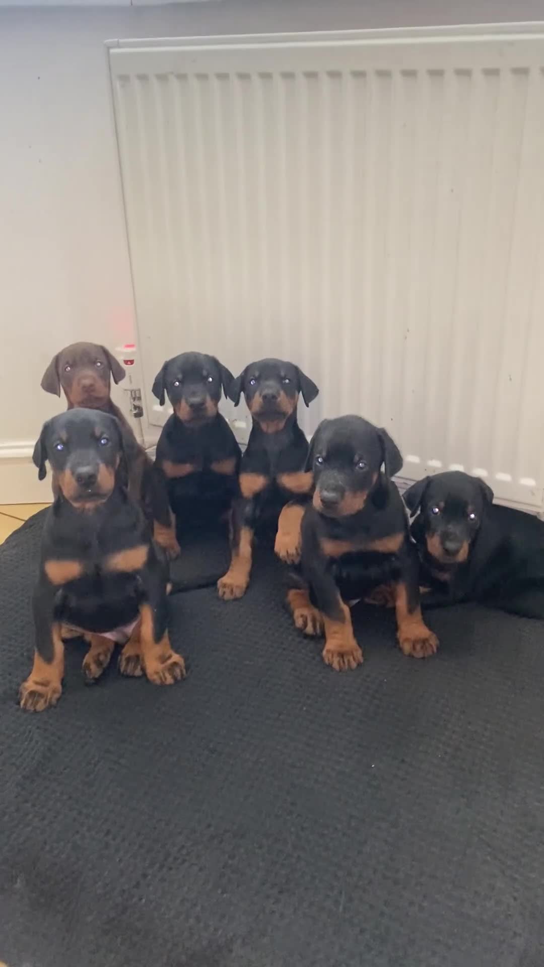 Dobermann dogs for sale: KC Registered | Top Bloodlines DOBBERMAN PUPPIES - Video 1