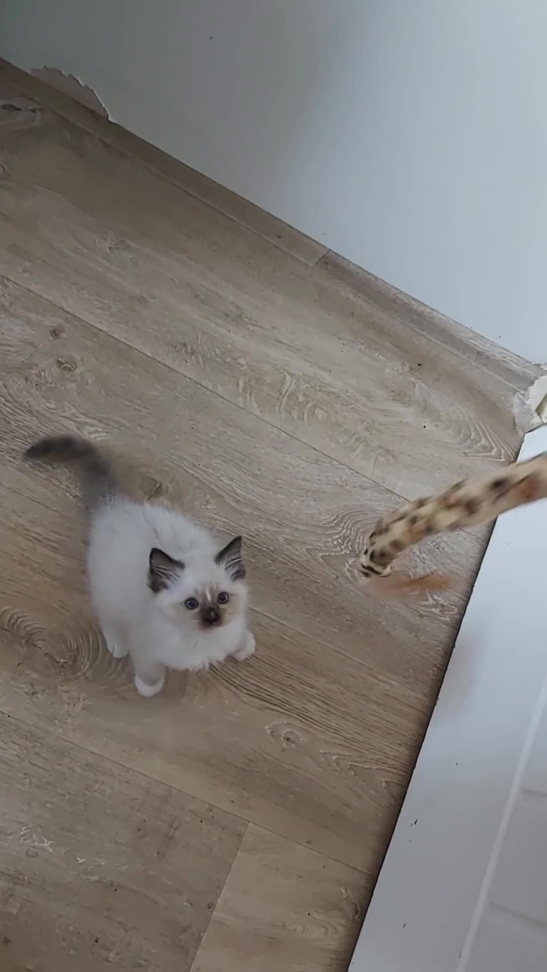 Ragdoll cats for sale: RAGDOLLS GIRL SEAL POINT BLUE EYES  - Video 1