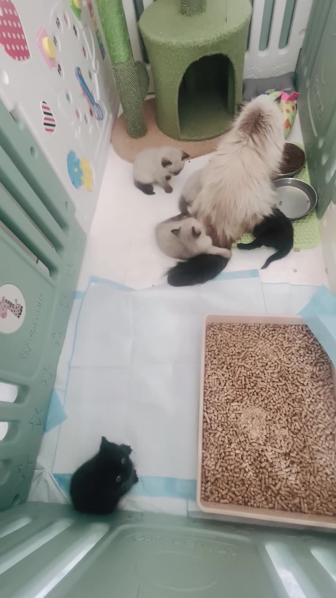 Himalayan cats for sale: Gorgeous Himalayan Persian kittens  - Video 1