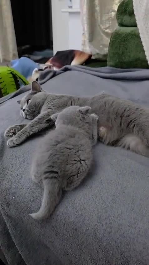 British Shorthair cats for sale: ACTIVE GCCF AND TICA REGISTERED FEMALE - Video 1
