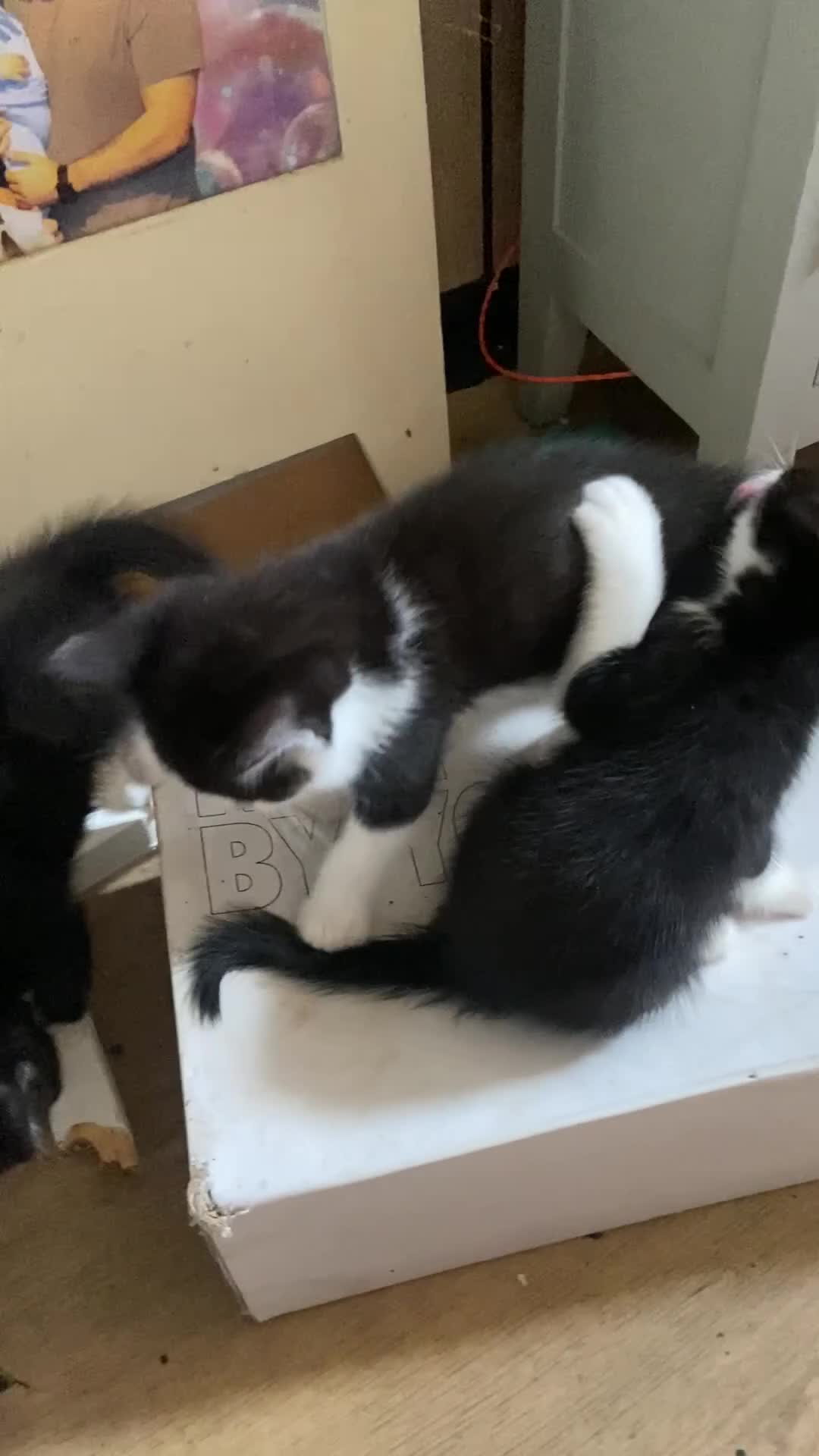 Scottish Fold cats for sale: Scottish fold cross x kittens for sale  - Video 3