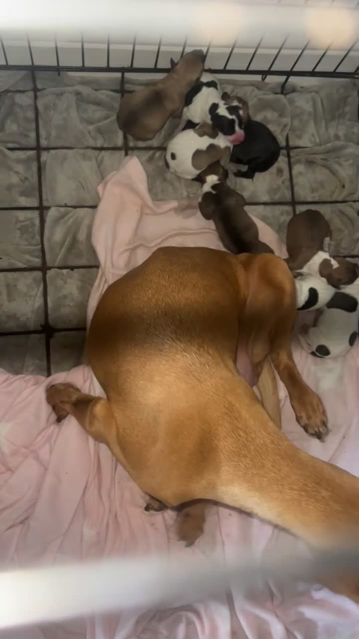 Mixed Breed dogs for sale: Vizsla X Whippet puppies - Video 1