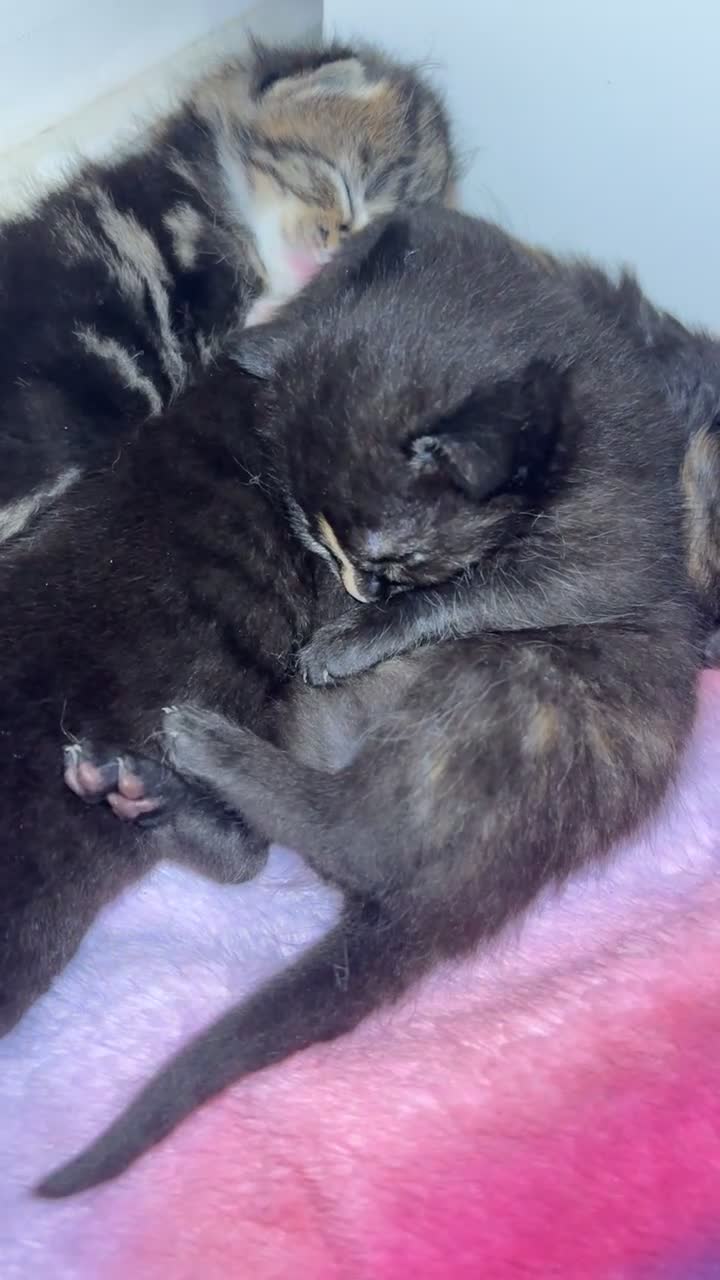 Mixed Breed cats for sale: Beautiful Kittens  - Video 2