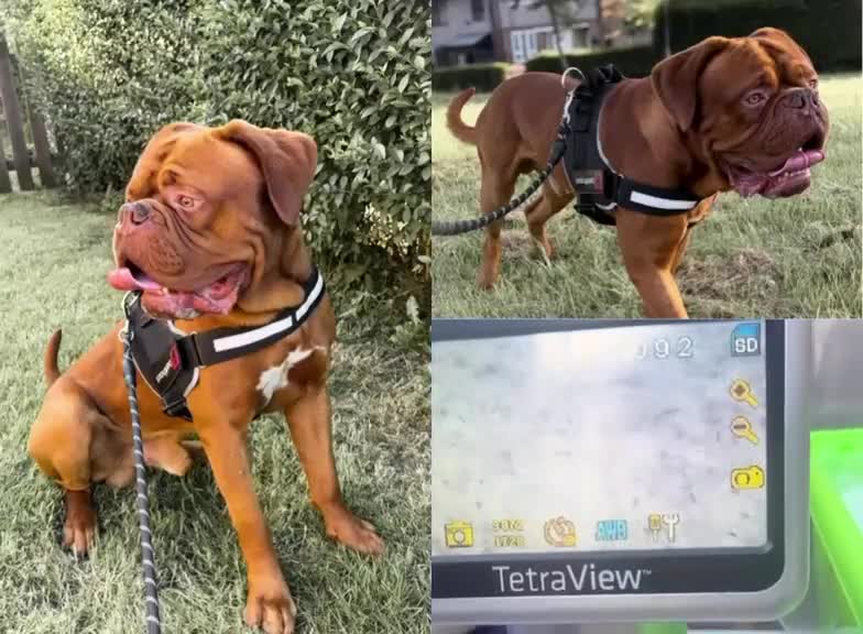 Dogue De Bordeaux dogs for stud: 🔥 ODIN — DOGUE DE BORDEAUX STUD 🔥 - Video 1