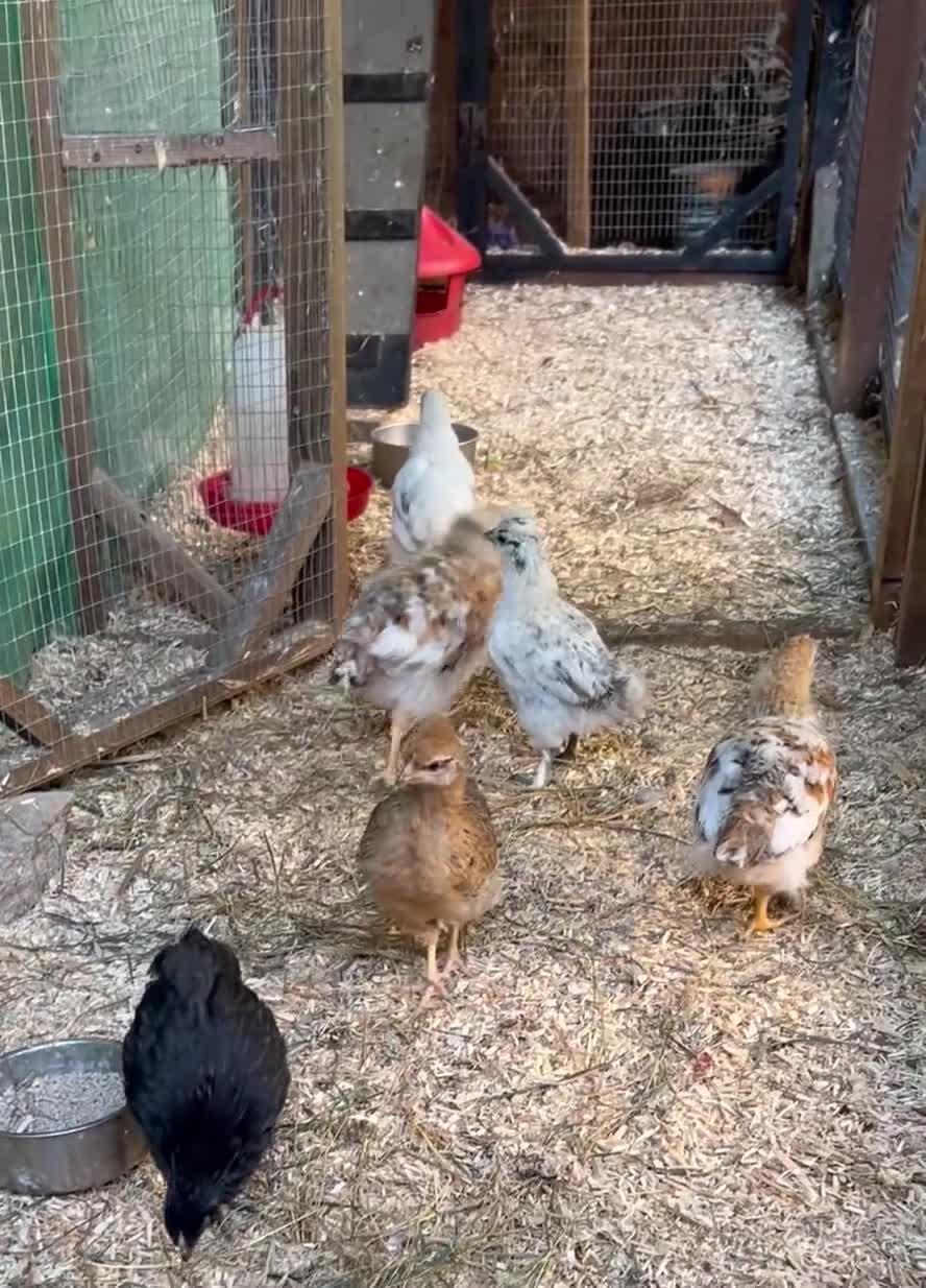 Chickens poultry for sale: Mixed Bantam chicks  - Video 1