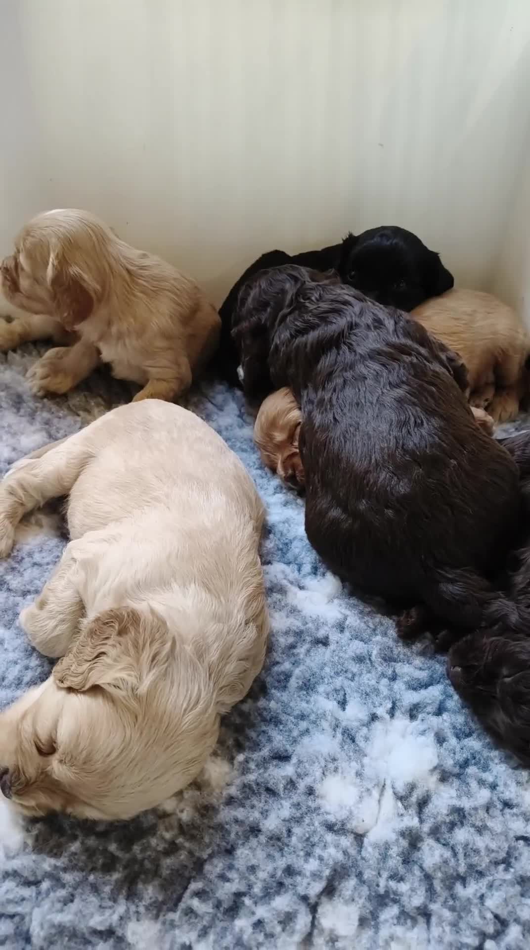 Cavapoo dogs for sale: Healthy F1 Cavapoo puppies  - Video 1
