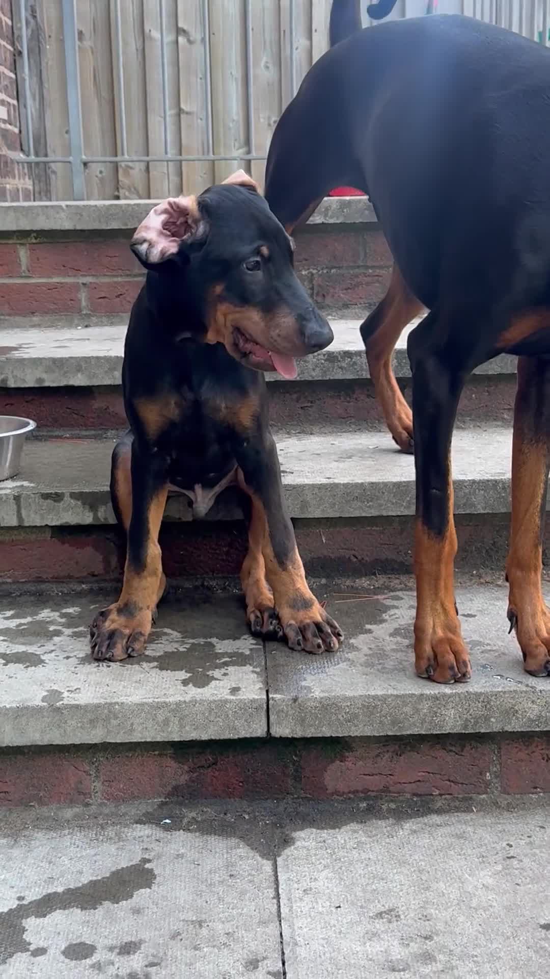 Dobermann dogs for sale: European Dobermann Male Puppy | 13 Weeks - Video 2