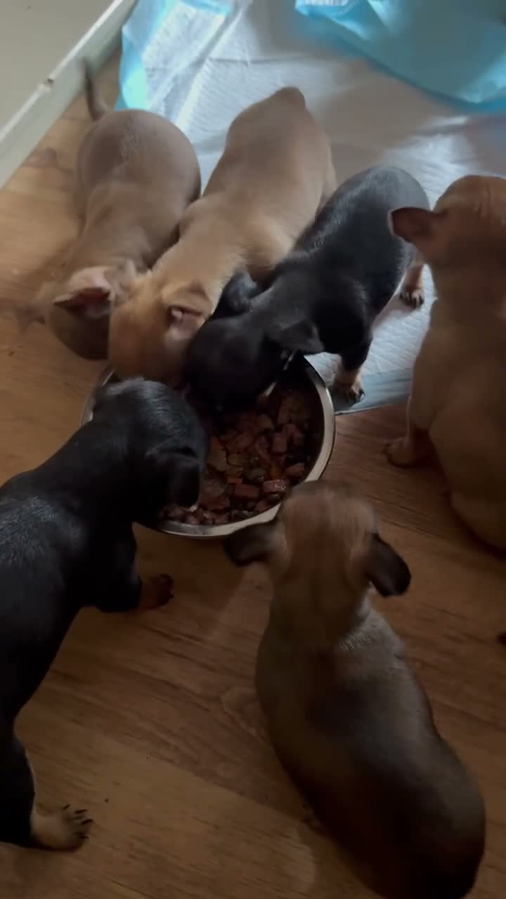 Chihuahua dogs for sale: Chihuahua - Video 1