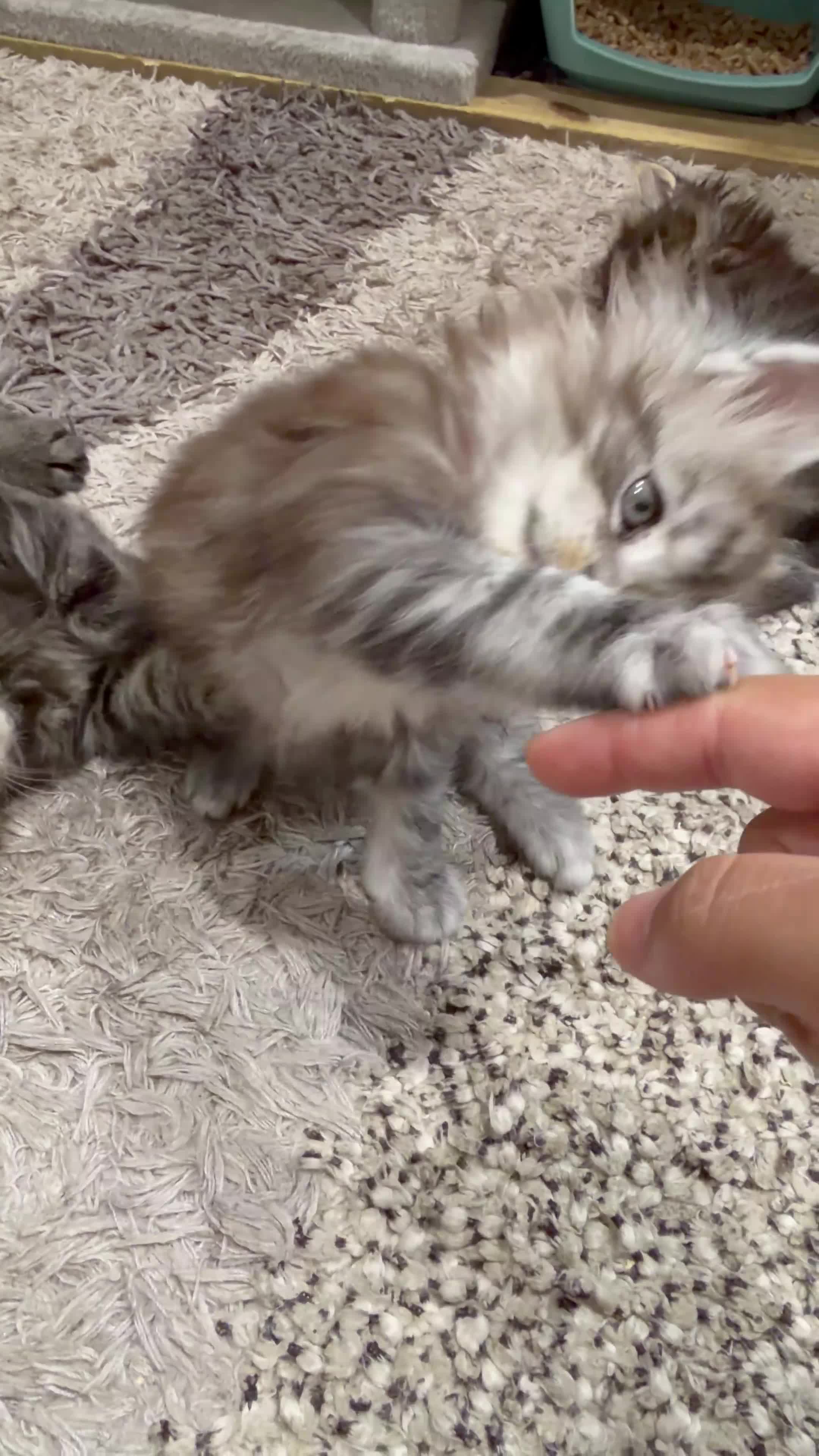 Maine Coon cats for sale: Very Large Kittens - European Bloodlines - Video 1