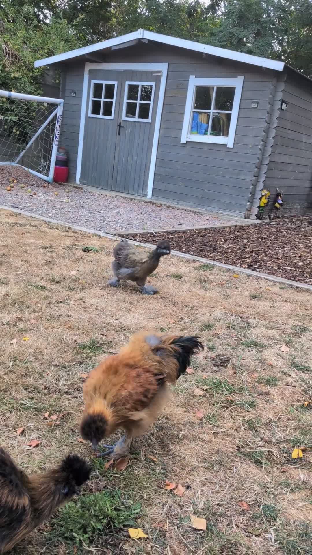 Chickens poultry for sale: 2 lovely Silkie cockerels in Ashford - Video 1