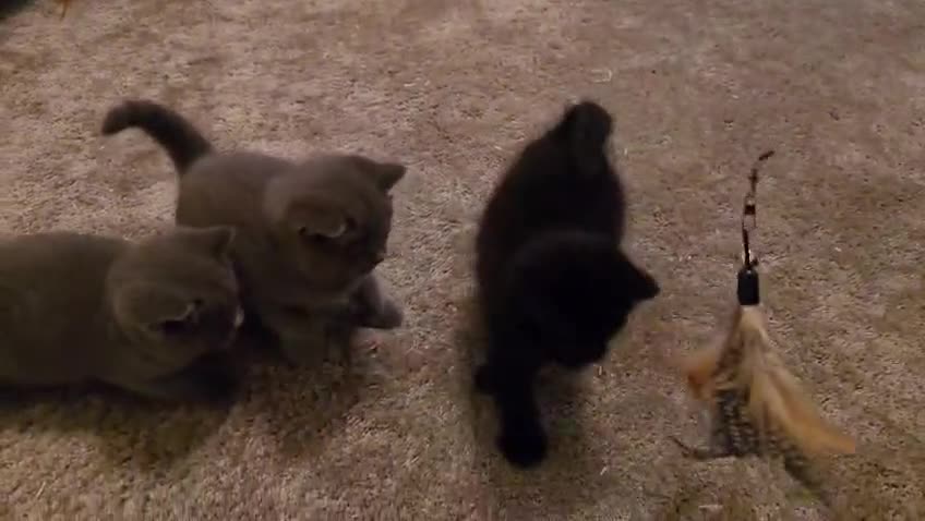 British Shorthair cats for sale: Exclusive Pedigree British Shorthair Kittens - Video 2