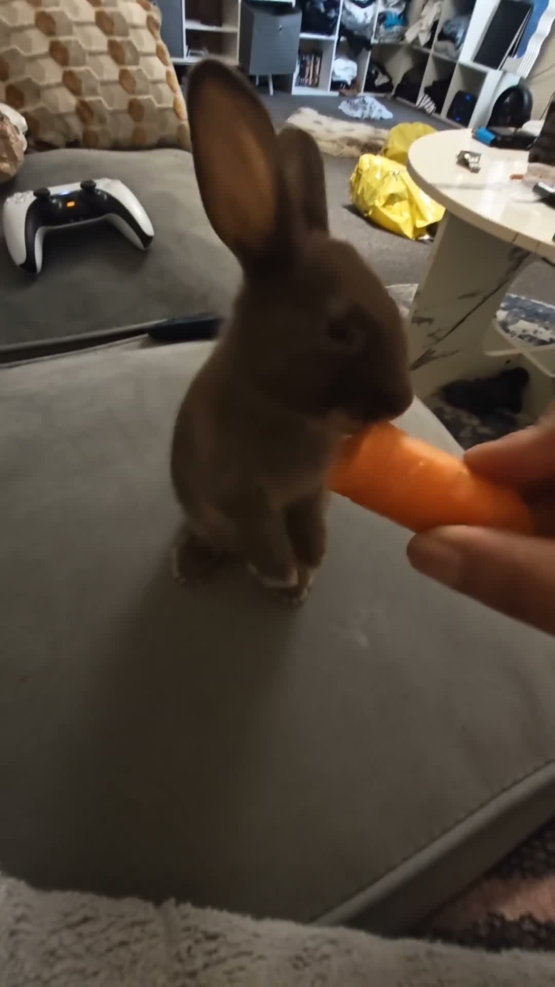 Mixed Breed rabbits for sale: Chocolate baby Bunnie's  in Liverpool - Video 1