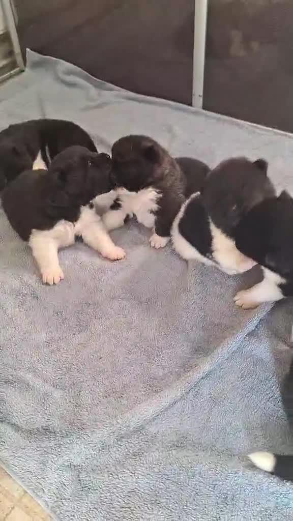 Akita dogs for sale: Quality Akita Babies (& KC Registered) - Video 1