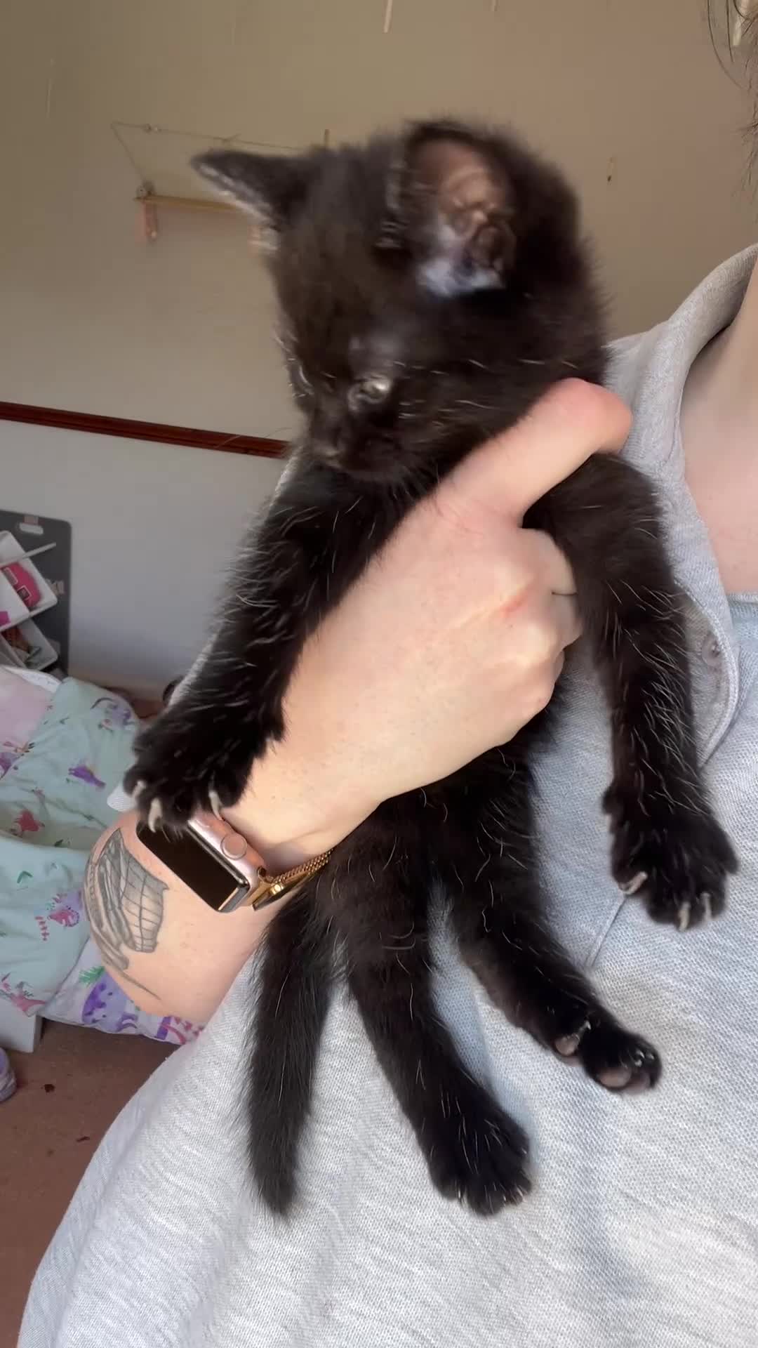 Mixed Breed cats for sale: bengal/tabby X Maine coone kittens  in Brighton - Video 2
