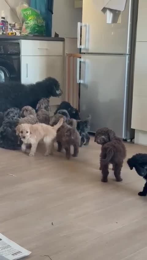 Labradoodle dogs for sale: READY NOW🧸Micro Miniature Teddybear Labradoodles  - Video 1