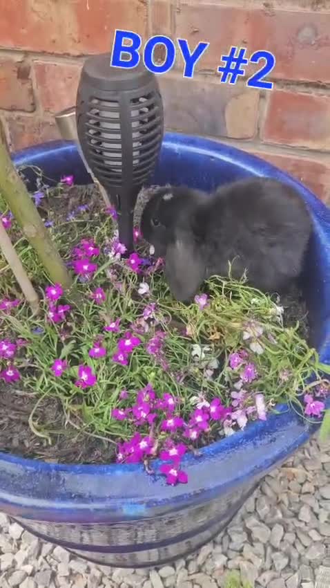 Mini Lop rabbits for sale: Mini lop eared baby rabbits for sale  in Blackpool - Video 2